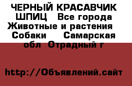 ЧЕРНЫЙ КРАСАВЧИК ШПИЦ - Все города Животные и растения » Собаки   . Самарская обл.,Отрадный г.